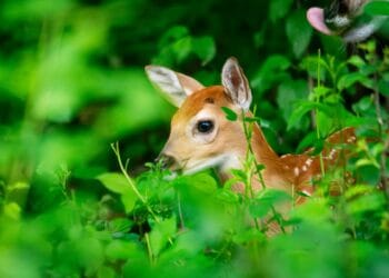 “Animali di nessuno”: così Cras Stella del Nord si prende cura di loro